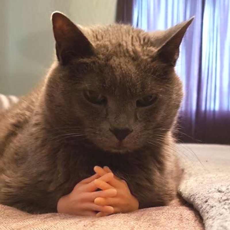 Tiny Cat Hands