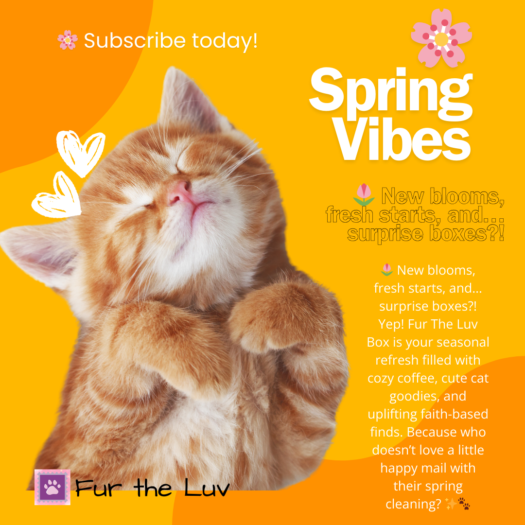 🎁The Fur the Luv Mystery Box – A Surprise for You & Your Cat!