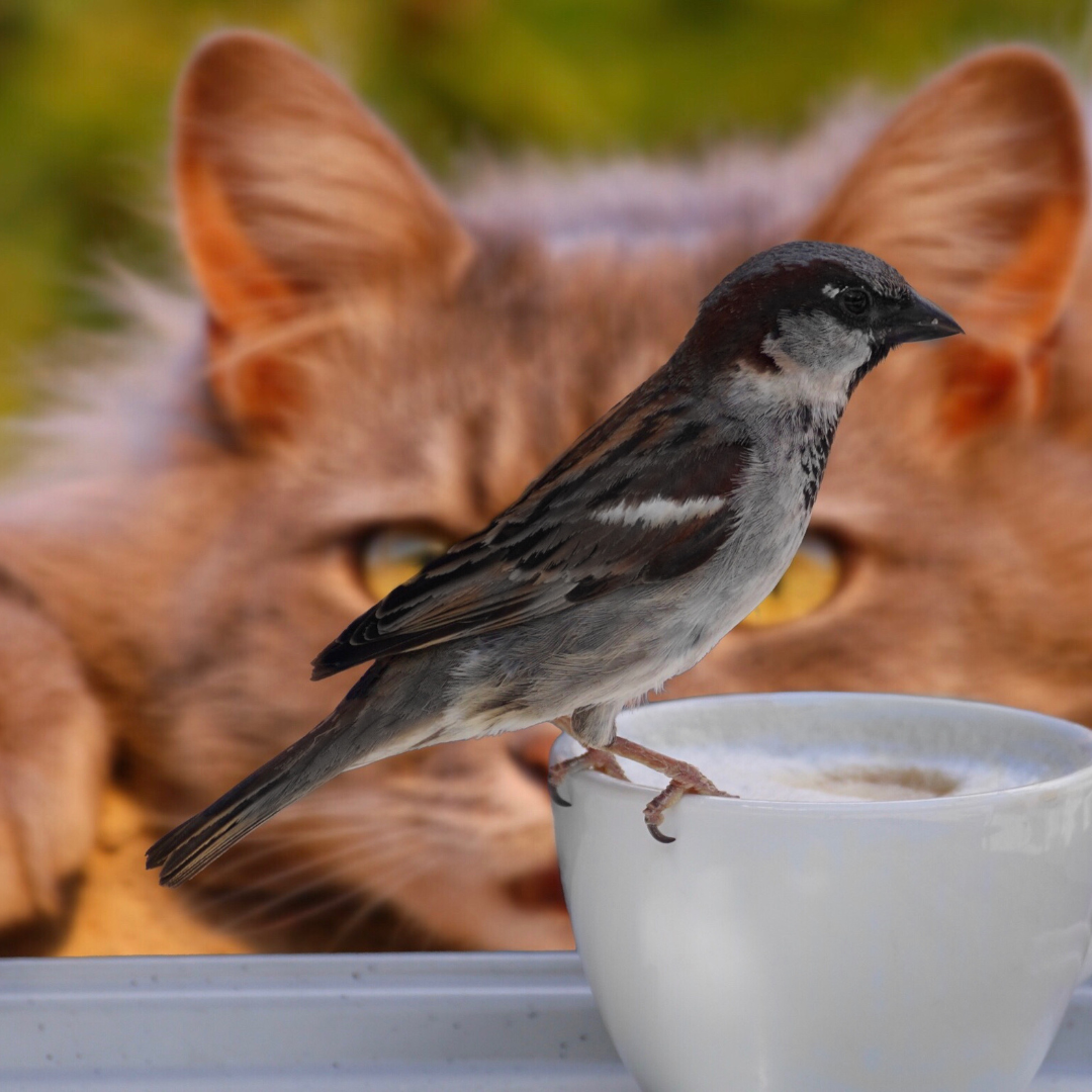 A cozy mug with a bird perched on it, with a cat watching curiously in the background - perfect for Mugs enthusiasts.