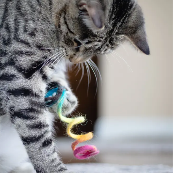 Cat playing with colorful toy in Purrfect Play and Rest collection, showcasing joyful exploration and playtime.