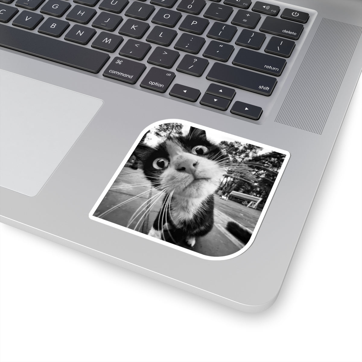 What's Up Cat Sticker