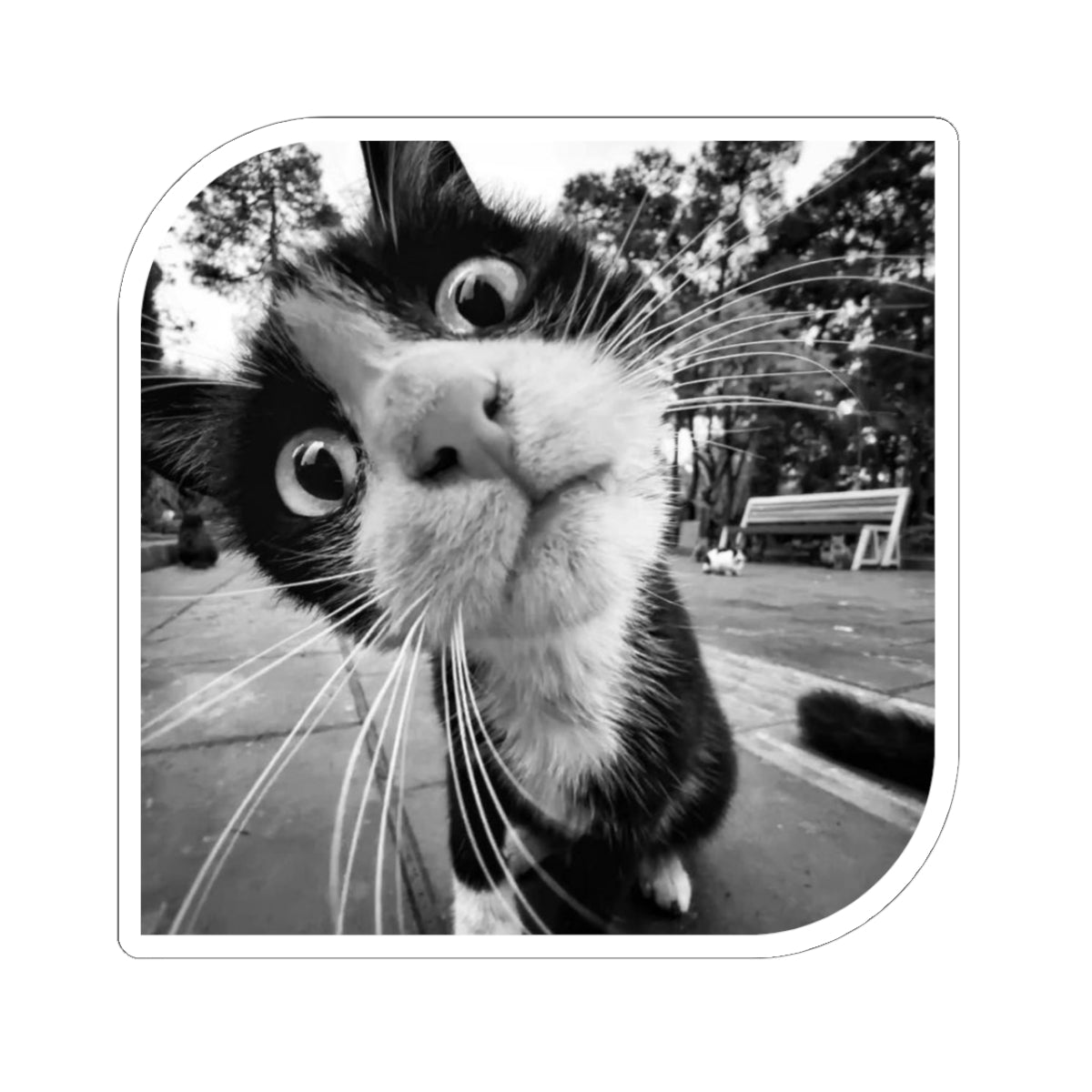 What's Up Cat Sticker