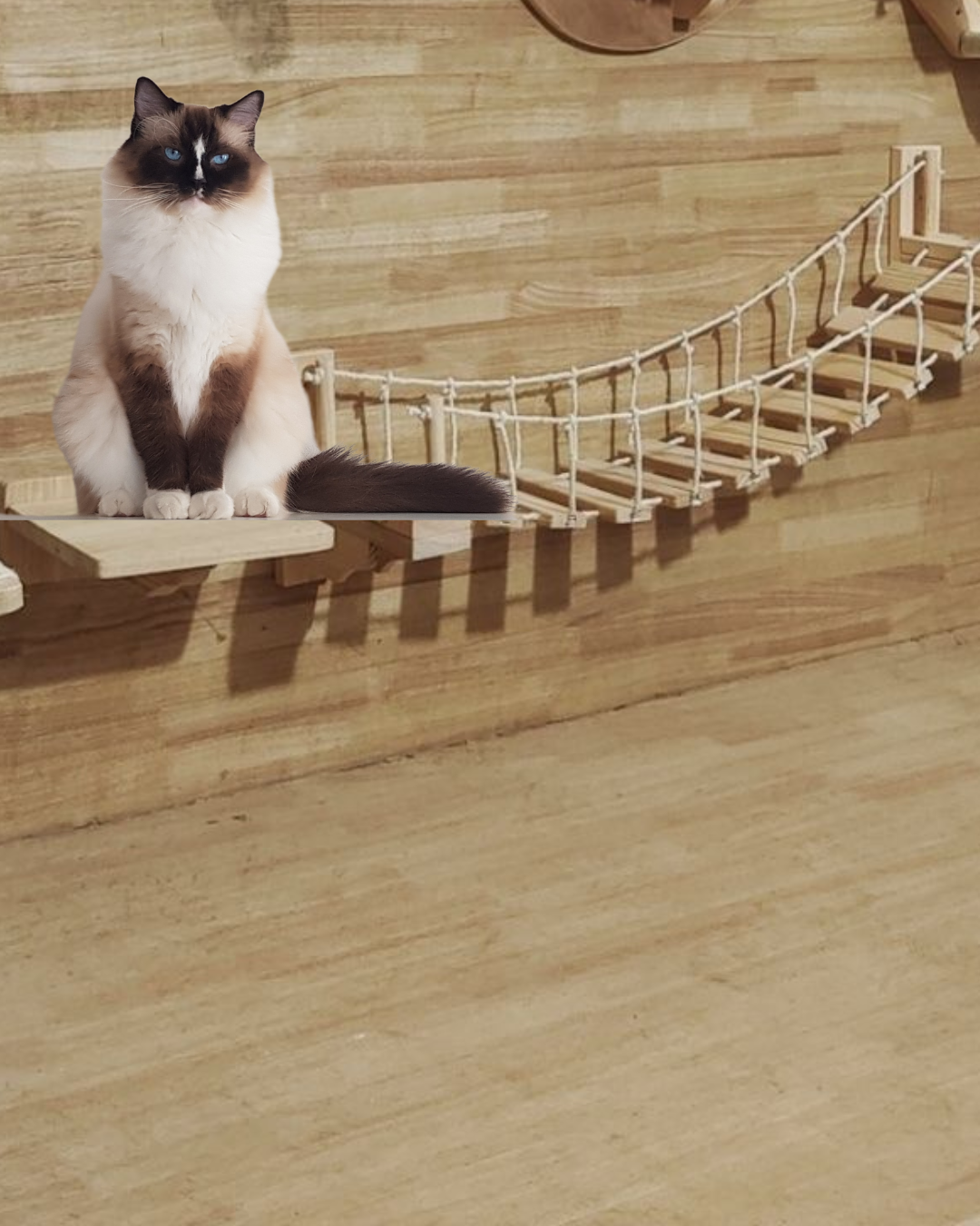 Cat Suspension Bridge