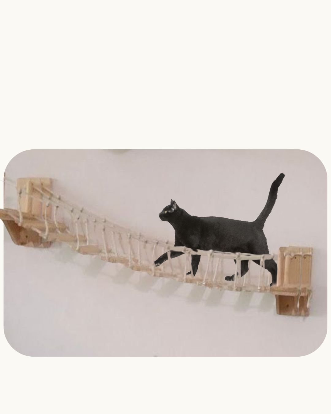 Cat Suspension Bridge