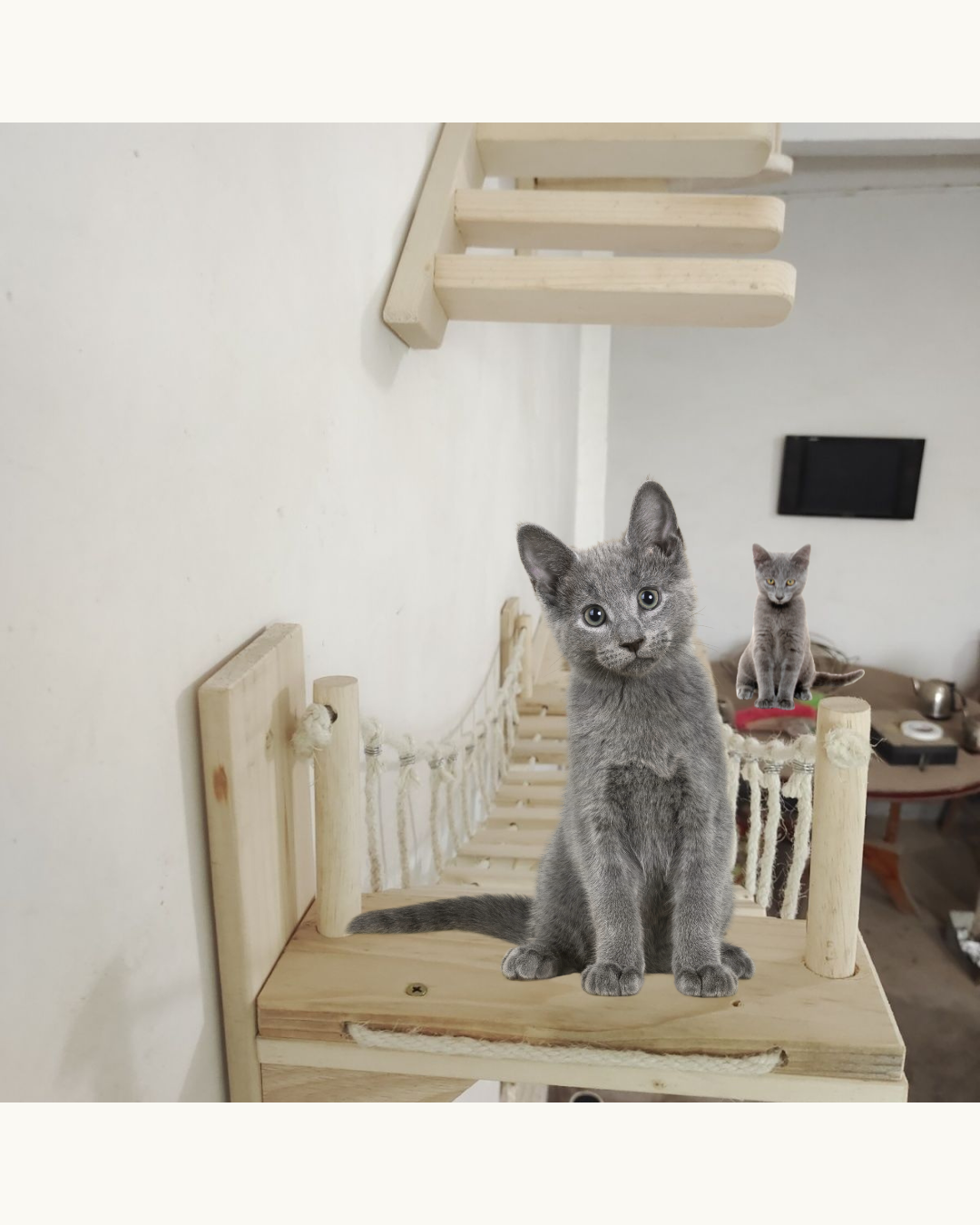 Cat Suspension Bridge