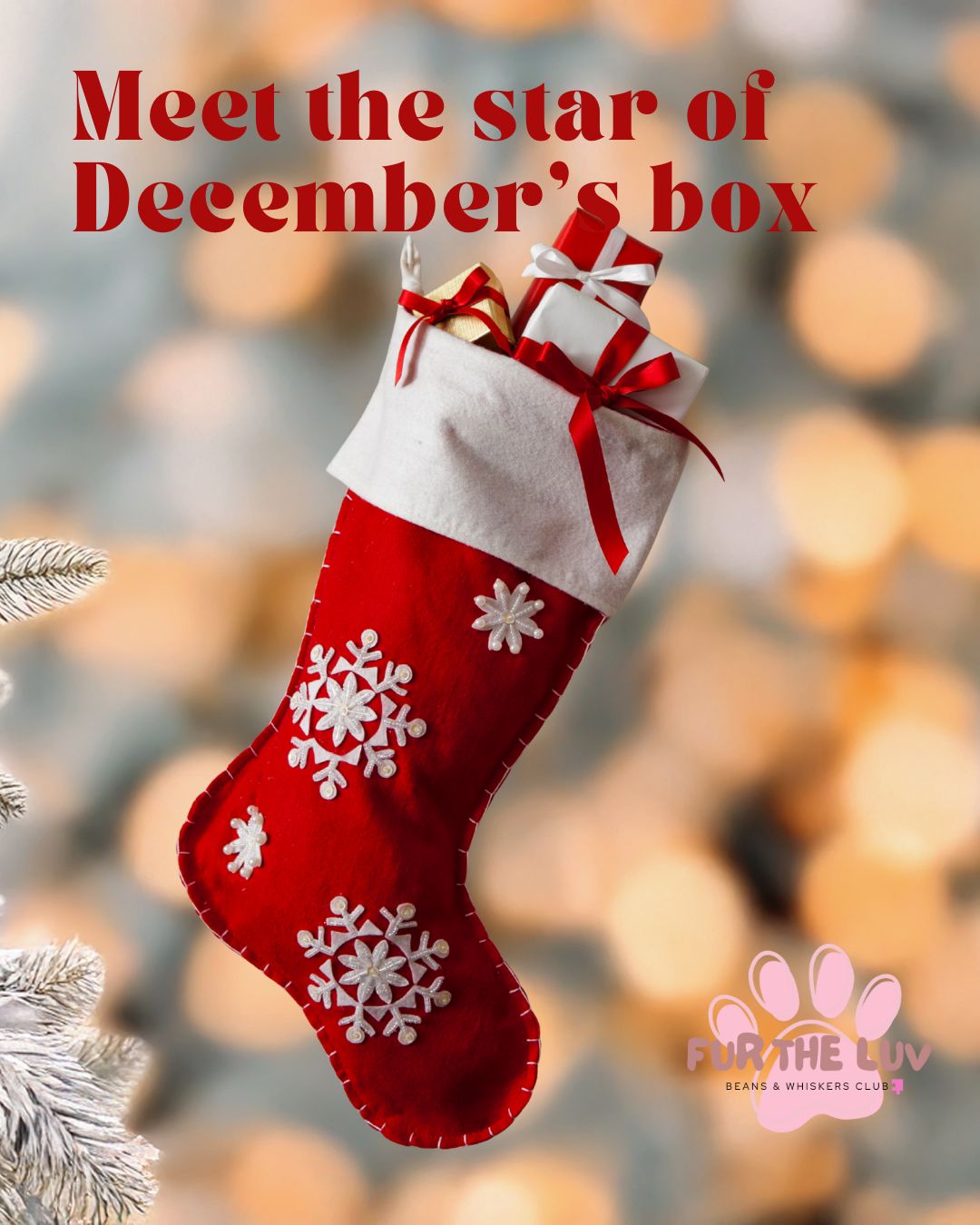 Beans & Whiskers Club: Subscription Box