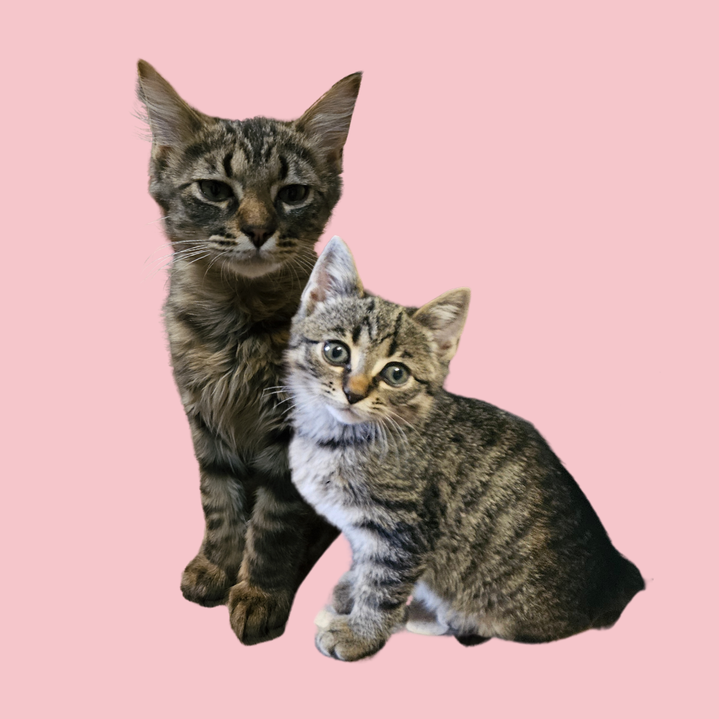 Beans & Whiskers Club: Subscription Box