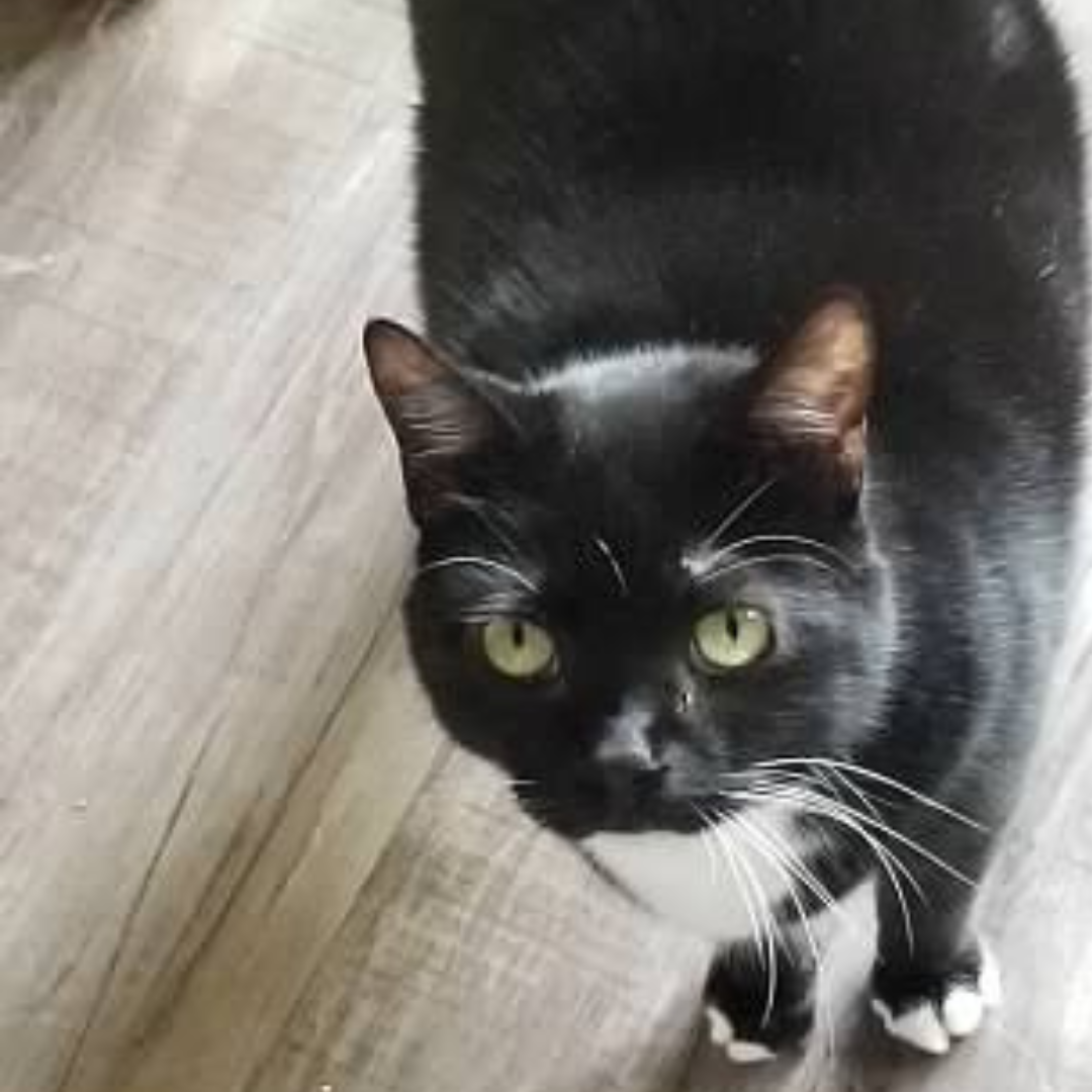 Beans & Whiskers Club: Subscription Box