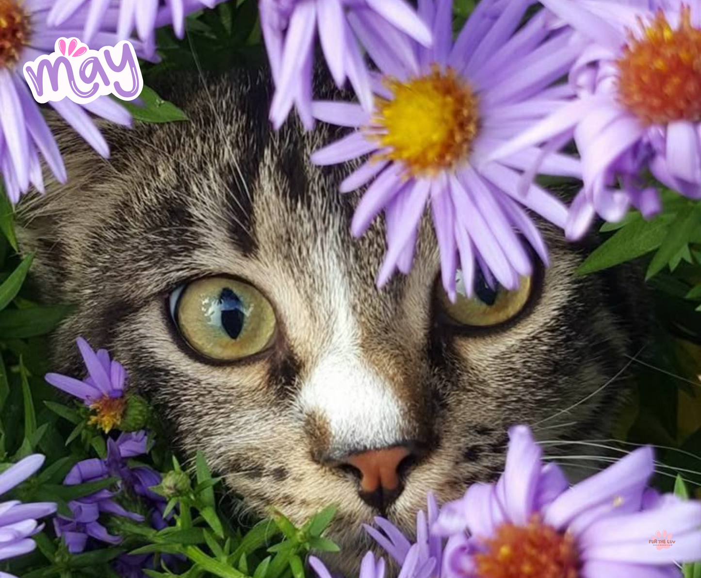 2026 Cat Wall Calendar - High-quality printing ensures vibrant