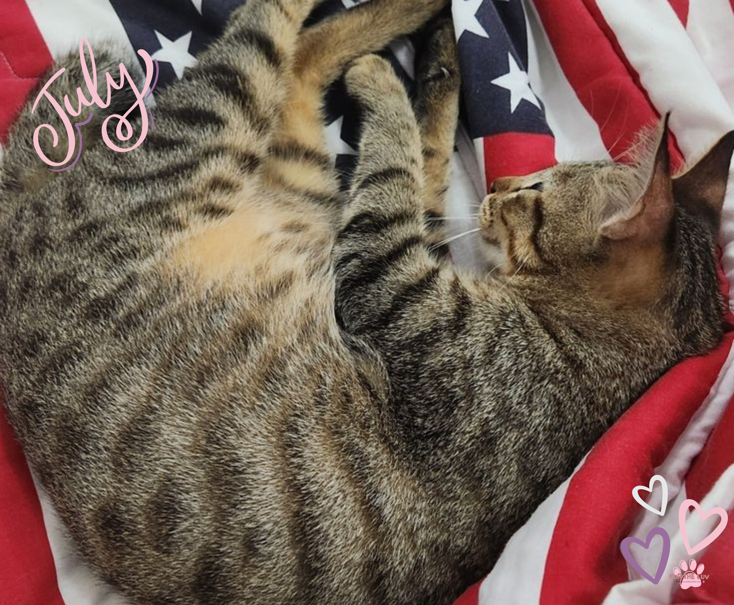 2026 Cat Wall Calendar - High-quality printing ensures vibrant
