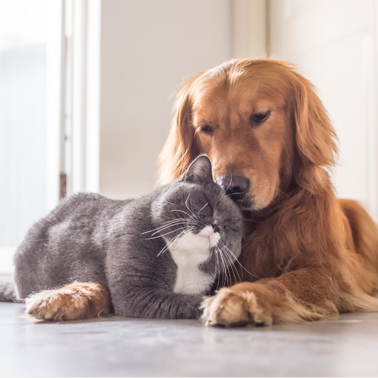 Cat & Dog Combo Box